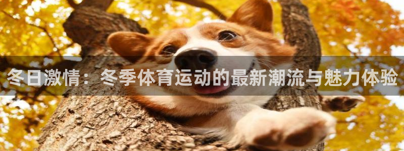 意昂5Kgame体育1招商：冬日激情：冬季体育运动的最新潮流与魅力体验